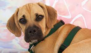 Puggle Dog Breed Information