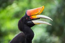 Click on an animal or other rainforest topic. 25 Rainforest Animals That You Should Know About Swedish Nomad