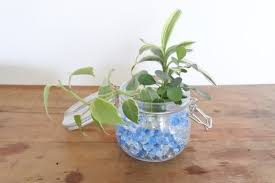 100均のミニ観葉植物で寄せ植えをしてみよう lovegreen ラブグリーン ミニ観葉植物 観葉植物 寄せ植え