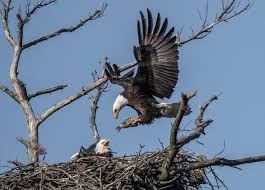 Eagles nest is your chosen base to explore the many adventure activities in the bay of islands. Circle Of Life Continues For Mooseheart Bald Eagles