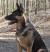 Short Haired German Shepherd Puppy