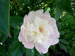 Pion Cicek Yaz Pixabay De Ucretsiz Fotograf