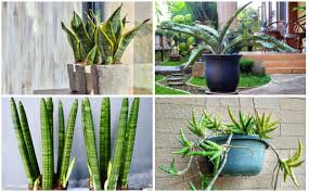 The sanseveria laurentii, the most common variety has a yellow boundary on the thick leaves of sword. 12 Different Types Of Snake Plants Garden Lovers Club