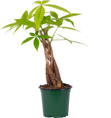 Image result for Pachira