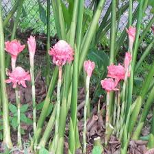 Image result for Etlingera