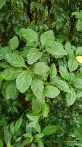 Image result for Premna mooiensis