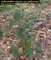 Image result for Achyranthes