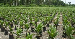 Palm oil is derived from the flesh of the fruit of the oil palm species e. Will The Rspo Ever Stop Palm Oil From Causing Deforestation Its New Draft Standard Suggests Not Eia