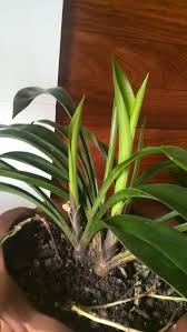 Image result for Chlorophytum affine