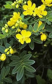Image result for Senna floribunda