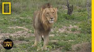 Safari Live Day 288 National Geographic Youtube