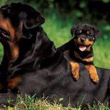Family Rottweiler 4k Wallpaper Free 4k Wallpaper Rottweiler Lovers Rottweiler Dog Rottweiler Puppies