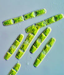 Image result for Megalastrum lanuginosum