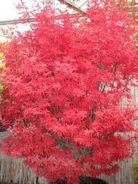 Facherahorn Skeeter S Broom Acer Palmatum Skeeter S Broom Baumschule Horstmann Pflanzen Outdoor Pflanzen Garten