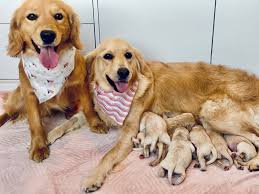 Join millions of people using oodle to find puppies for adoption, dog and puppy listings, and other pets contact us for golden retrievers puppies! Taylormade Miniature Golden Retriever