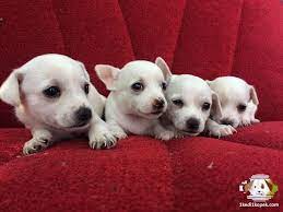 1 kedi 1 kopek hayvan bilgilendirme ve sahiplendirme ilanlari kopek chihuahua hayvan