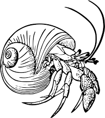 In the wild, 50 to 70 years has been reported. Download Graphic Black And White Stock Drawing Crabs Hermit Hermit Crab Coloring Pages Eric Carle Png Image With No Background Pngkey Com