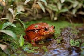 Tomato Frog Dyscophus Antongilii Peyrieras Reserve Lustige Frosche Frosch Und Krote Frosch