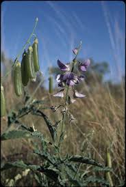 Image result for Crotalaria vasculosa