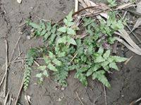 Image result for Ampelopteris