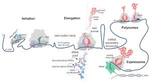 To start using our igbo to english translator, enter a word or short text into the top window. Frontiers Translational Control By Ribosome Pausing In Bacteria How A Non Uniform Pace Of Translation Affects Protein Production And Folding Microbiology