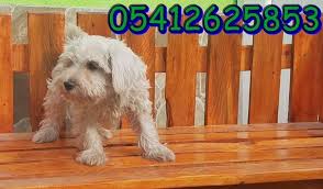 Yavru Schnauzer Yavru Kopek Kopek Minyaturler