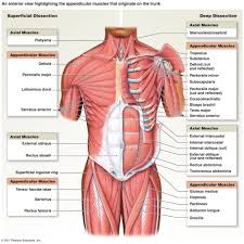 The muscles of the trunk include those that move the vertebral column, the muscles that form the thoracic and abdominal walls, and those that cover the pelvic outlet. Trunk Muscles Diagram Muscles Of The Trunk Diagram Anatomy Organ