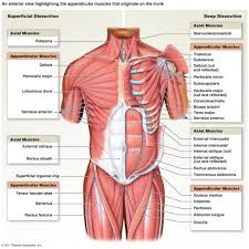 On the left is an anatomy diagram of the internal organs of a female elephant. Trunk Muscles Diagram Muscles Of The Trunk Diagram Anatomy Organ