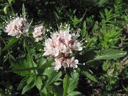 Image result for Valeriana capensis