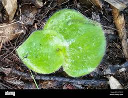 Image result for Holothrix villosa