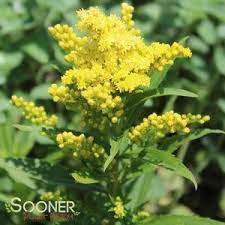 Little Lemon Goldenrod Buy Online Best Prices