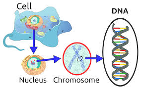 We did not find results for: File Eukaryote Dna En Svg Wikimedia Commons
