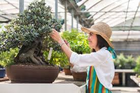 One of the greatest attractions of a bonsai is the calming effect of simply trimming this miniature tree. How To Grow And Care For Bonsai Trees A Beginner S Guide Florgeous