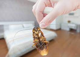 Maybe you would like to learn more about one of these? Cafard Maison Comment Viennent Les Cafards 7 Astuces Des Lecteurs De Toutpratique Se Debarrasser Des Cafards Tout Pratique