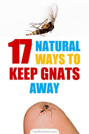 If you want to enjoy the great outdoors, you'll have to find a way to deal with them during the spring and summer. 17 Natural Ways To Keep Gnats Away Gnats Away Keep Gnats Away Gnats