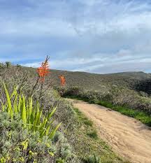 Image result for Afroqueta capensis