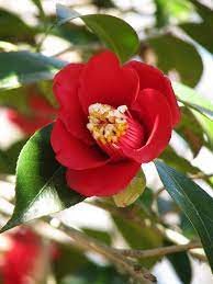 Camellia Japonica L Bokuhan Camellia Flower Pretty Flowers Beautiful Flowers