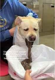 Dog Upset Stomach Chocolate Lab Megan