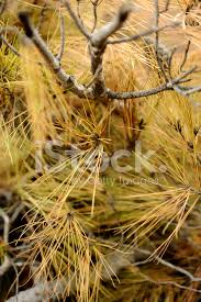 Yellow pine needles as background. Yellow Pine Needles On Branch Stock Photos Freeimages Com
