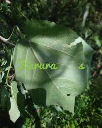 Image result for Croton macrostachyus