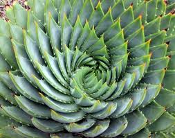 Image result for Aloe plowesii
