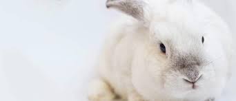 Check here for a regularly updated list of brands that are cruelty i do and if i have to give something i give what is right, but regretfully if the people around you don't care you cant make them. Top 20 Cruelty Free Haircare Products 2021 Cosmetify