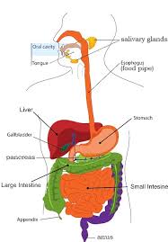 Pin by stephanie nicole on health human body organs, human body organs anatomy, body organs. Digestion Of Food For Class 4