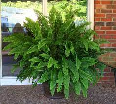 Bought and sold on the gtn from other players bought with cartel. Garden Forum Potted Ferns Potted Ferns Ostrich Fern Plants
