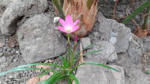 Image result for Zephyranthes minuta