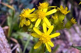 Image result for Senecio mariettae