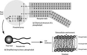 The Outer Membrane Of Prokaryotic Cells Dummies
