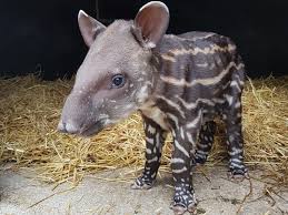 41 free images of tapir. An Adorable Baby Tapir Has Been Born Newquay Zoo Blog