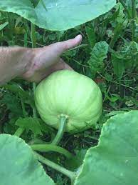 We did not find results for: The Only Long Island Cheese Pumpkin To Survive The Flooding Of The Garden This Year Gardening