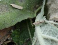 Image result for Nothris verbascella